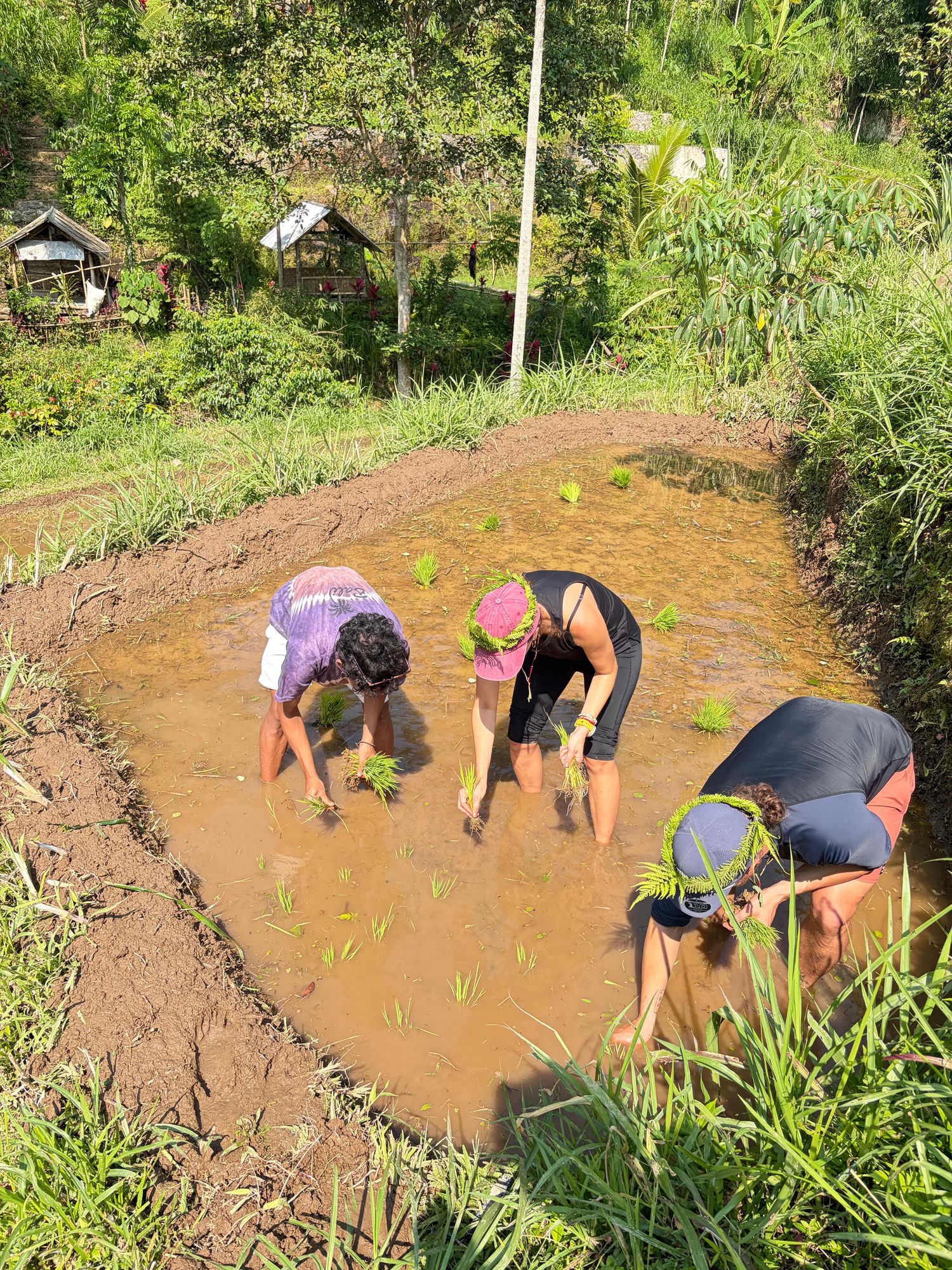 Guests planting rice in a paddy field, Lombok