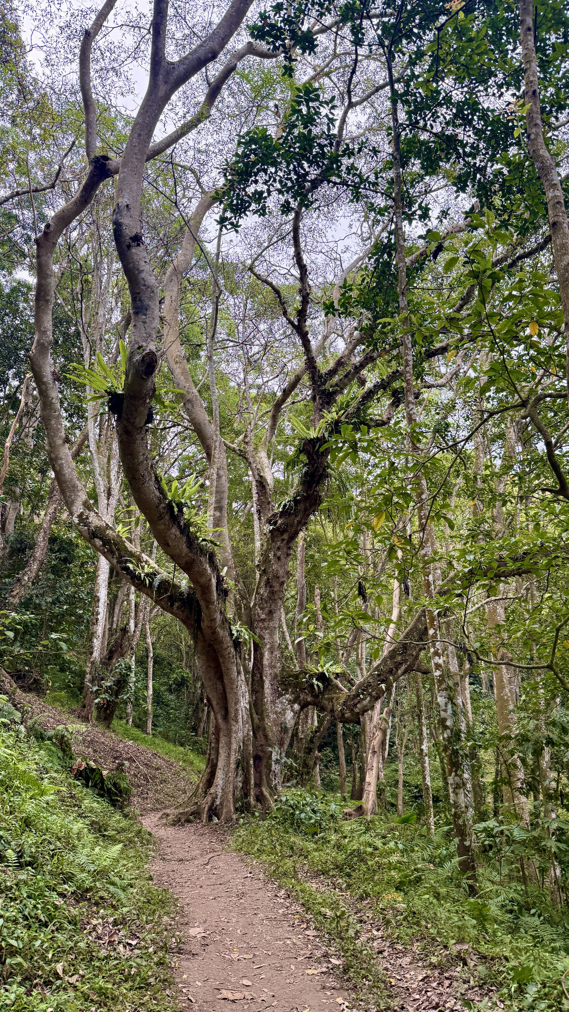 Forest trail near Tetebatu, Lombok