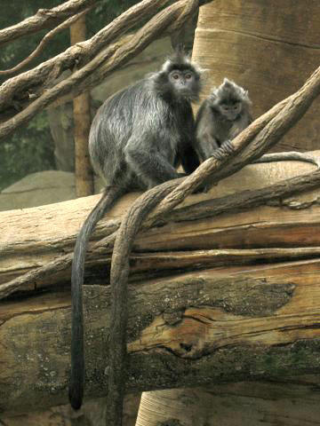 Monkey in the forest