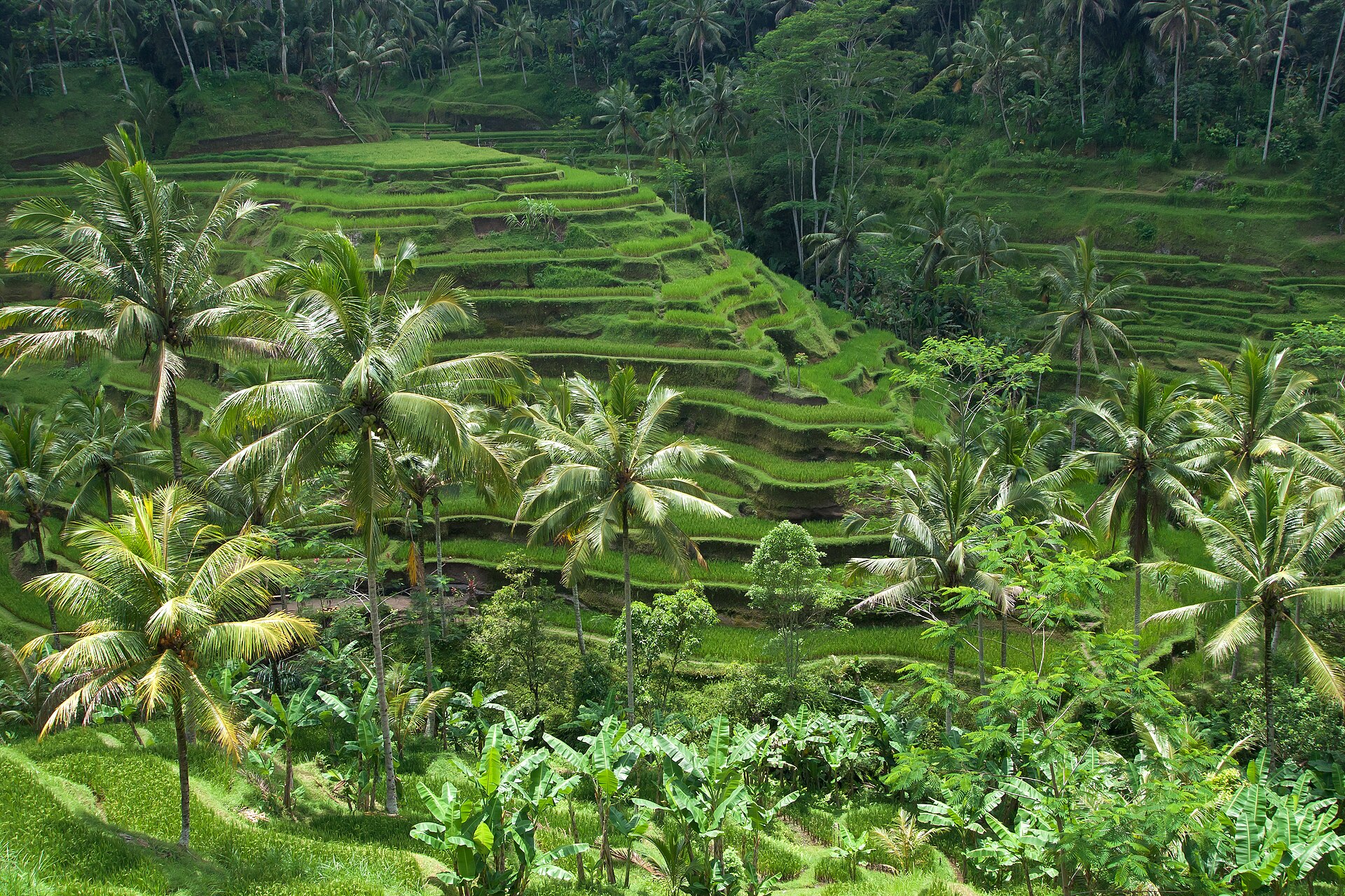 Rice terraces near Tetebatu